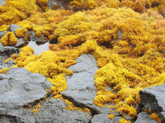 The Marvels of Sea Moss in Diaz Beez Products