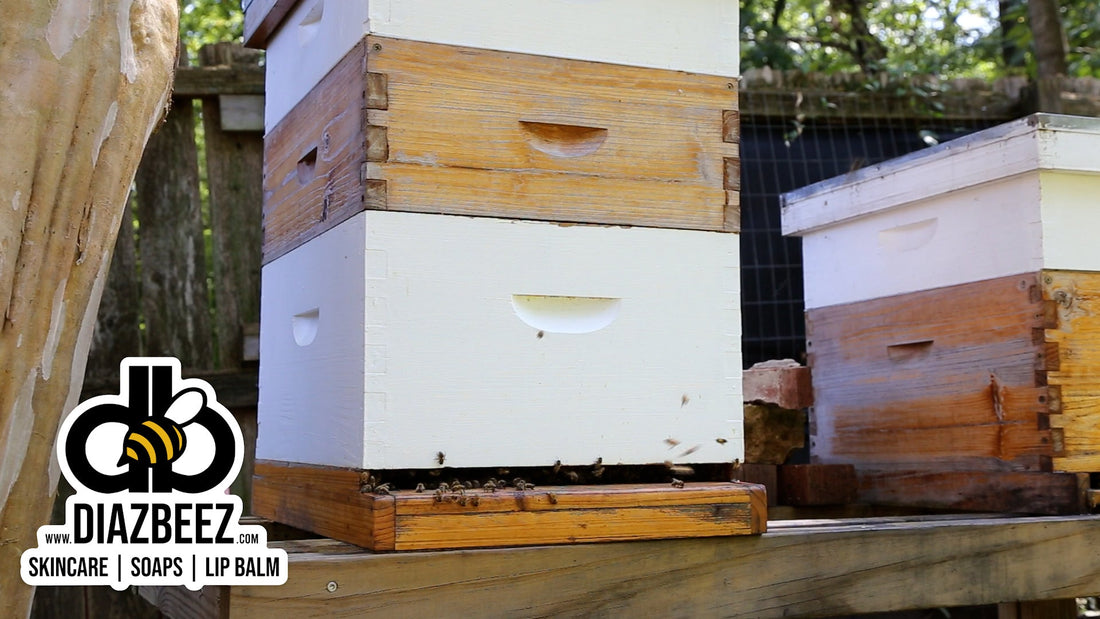 Relax to the Gentle Buzz of Bees 🐝